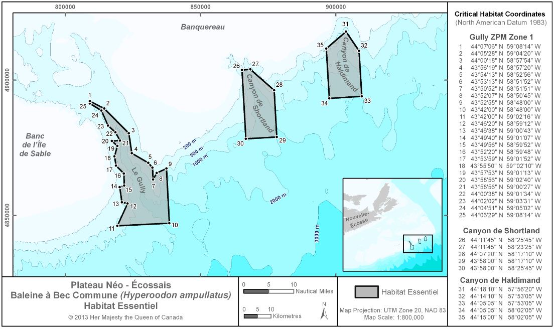 Carte rectangulaire bleue et grise illustrant l'habitat essentiel de la baleine à bec commune, avec les coordonnées du Gully, du canyon de Shortland et du canyon de Haldimand. 